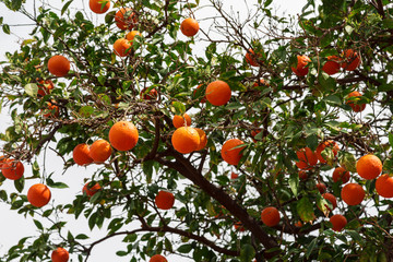 Ripe oranges on the branches of an orange tree