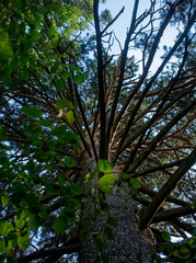 photo along the trunk of a pine tree in summer, Moscow