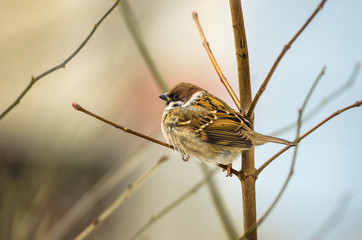 Beautiful little sparrow sitting on a nice soft background with empty space
