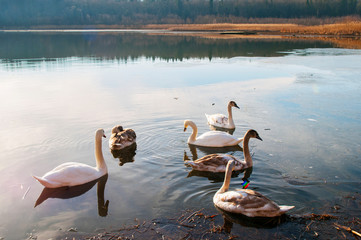 white swans on an autumn lake on a sunny day
