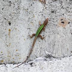 The lizard basks on the rock. The reptile hides and merges with the texture of the rock. A...