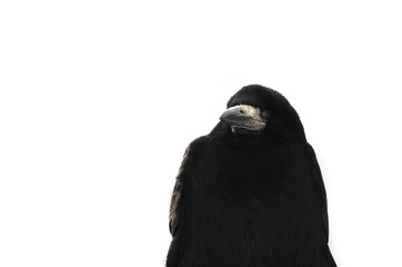 Rook bird in profile on a white isolated background