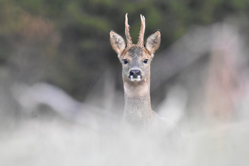 chevreuil curieux © Paul