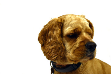 portrait of a Cocker Spaniel dog on a white background