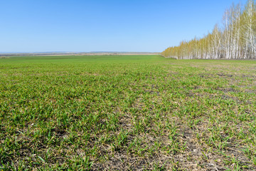 Obraz premium Equal landing birches. Birches with young green leaves on a spring sunny day. Spring landscape.