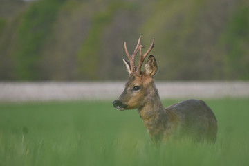 deer in field