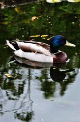 Duck in a pond