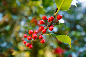 fruit rouge baie arbre nature