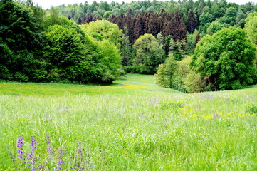 Abschüssige Wiese mit hohem Gras und Waldrand am unteren Ende 4
