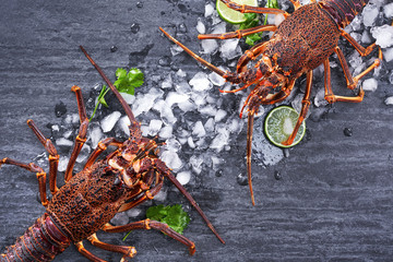 Raw fresh Cape rock lobster, West Coast rock lobster, Jasus lalandii on a dark slate background...