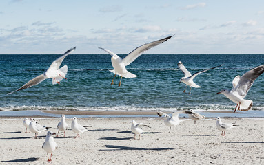 Seagulls on the beach of the Black Sea.