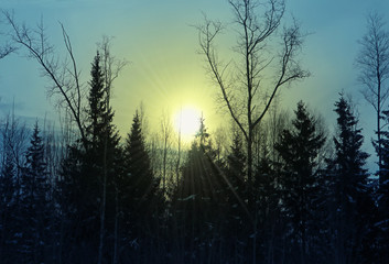 Obraz premium Winter forest landscape at sunset in the evening. Beautiful traditional view of woodland. Location in the north of Russia.
