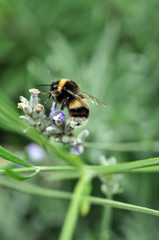 Bee on lavender