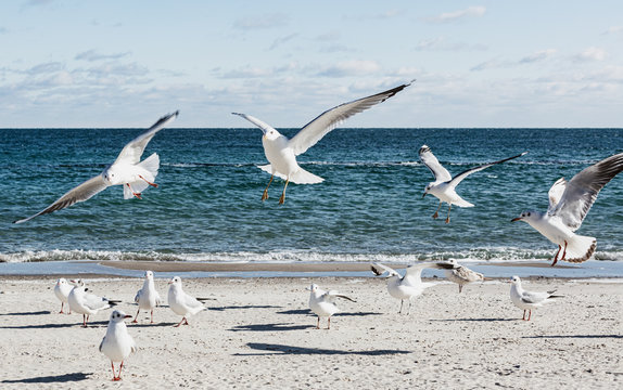 Seagulls on the beach of the Black Sea. © Julia29photo