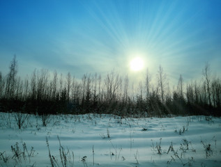 Forest landscape on a winter day. Beautiful traditional view of woodland. Location in the north of Russia.