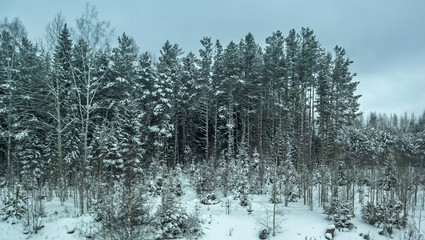 Forest landscape on a winter day. Beautiful traditional view of woodland. Location in the north of Russia.