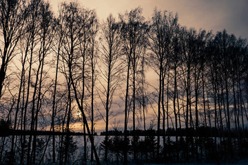 Winter forest landscape at sunset in the evening. Beautiful traditional view of woodland. Location in the north of Russia.