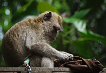 Chained macaque in Malang, Indonesia