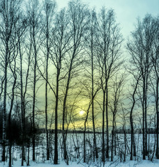 Winter forest landscape at sunset in the evening. Beautiful traditional view of woodland. Location in the north of Russia.
