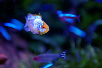 Orange blue glow tetra fish in aquarium