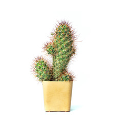 cactus mini isolated white background