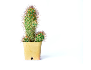 cactus mini isolated white background