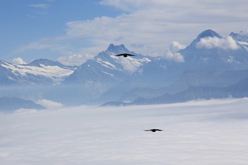 Dohlen im Flug