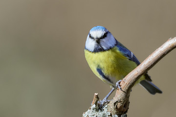 Close-up of a yellow Blue tit (Cyanistes caeruleus) bird on a small branch