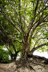 big tree in a n island in maldives