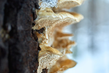 Fototapeta premium Springs, mushrooms