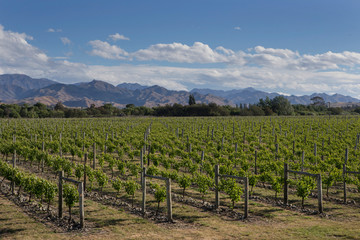 Fototapeta na wymiar Vineyard Blenheim New Zealand South Island. Grapes. Agriculture. Winery