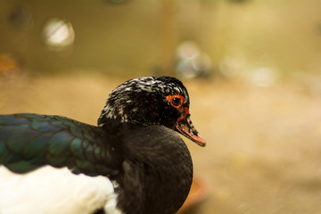 Incredible Duck on the Lake