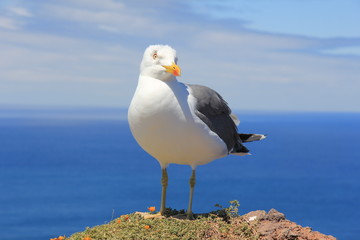 Möwe