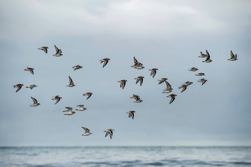 group of plovers flying over the sea, limicol