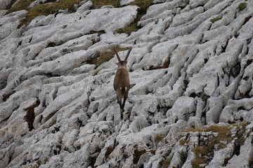 Steinbock