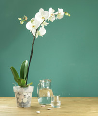 orchidee bianche e viola, piante d'appartamento sul tavolo