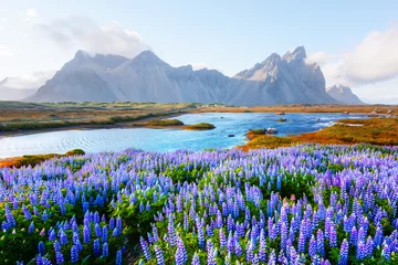 Fototapeten Wunderschöne Landschaft mit blühendem Lupinenblumenfeld in der Nähe der berühmten Stokksnes-Berge am Kap Vestrahorn, Island © Ivan Kmit