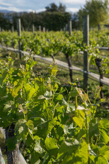Fototapeta na wymiar Vineyard Blenheim New Zealand South Island. Grapes. Agriculture. Winery