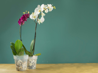 orchidee bianche e viola, piante d'appartamento sul tavolo