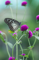 butterfly on flower