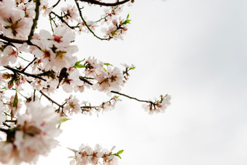 Blooming almond tree branches on sky background in Mallorca fields