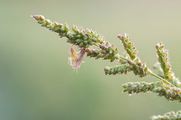 The spider catches prey on branch 