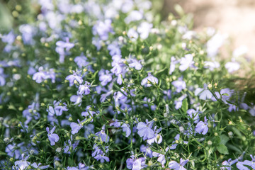 Blue Lobelia in the garden in the backyard of the house in the rays of the setting sun