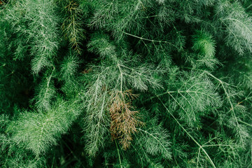 Planta de hinojo típica de Mallorca