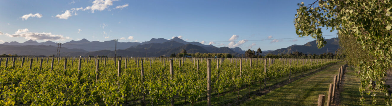 Panorama Vineyard Blenheim South island New Zealand Winery grapes. Mountains in the back. Evening light.