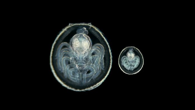Placotrophic juvenile stage of the linguliform brachiopod under a microscope, a type of the oldest marine invertebrate animal, resembles Bivalvia