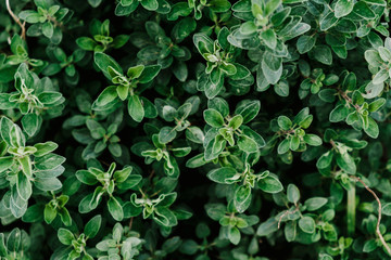 Obraz premium Bokeh of small green leaves background