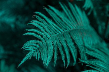 Beautiful blue fern leaf in nature. Rainforest