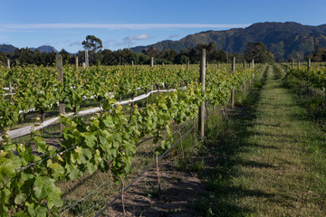 Fototapeta na wymiar Vineyard Blenheim South island New Zealand Winery grapes