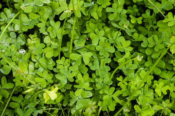 Fototapeta na wymiar Closeup of green clover carpet background